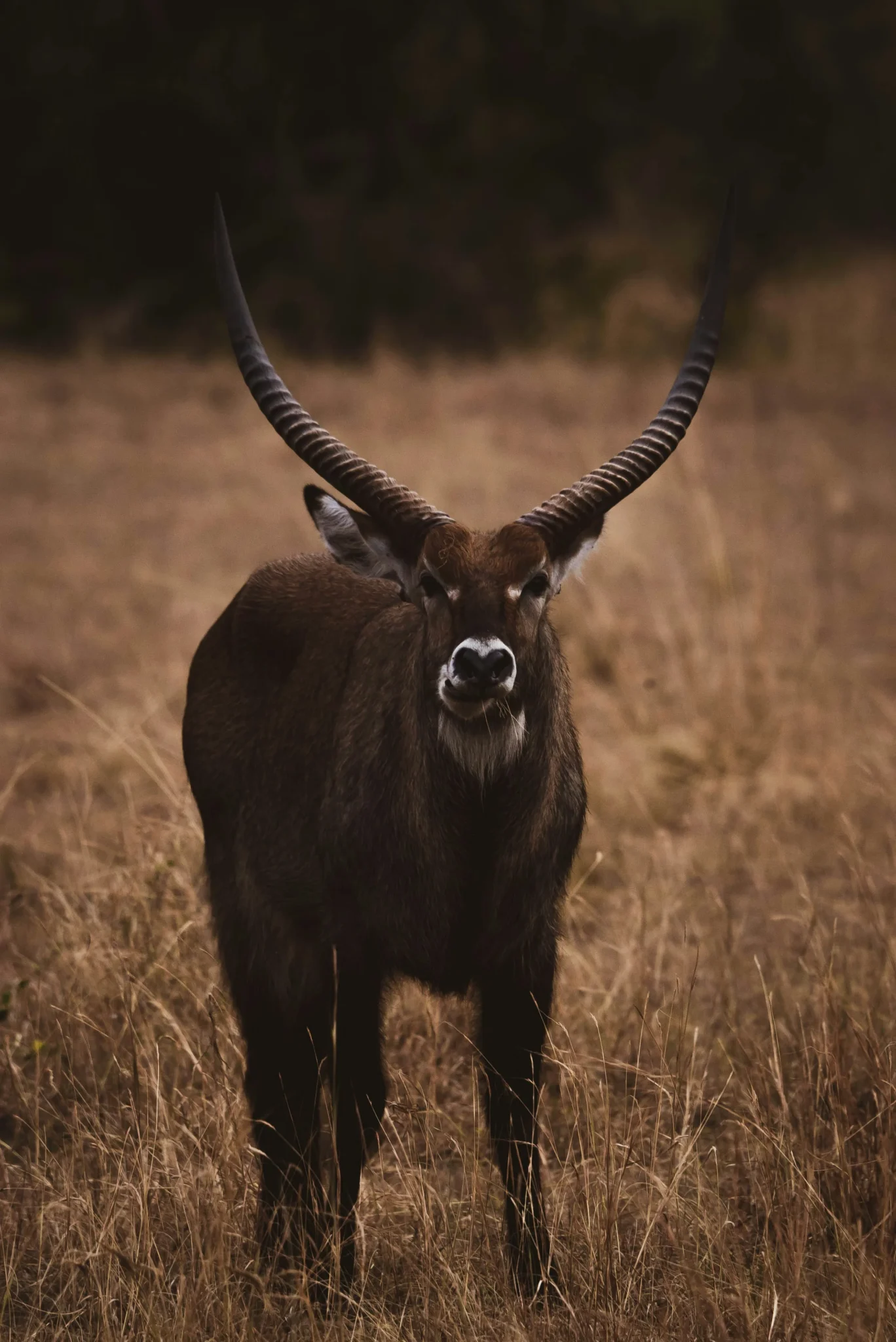 Travel scene from Aberdare National Park