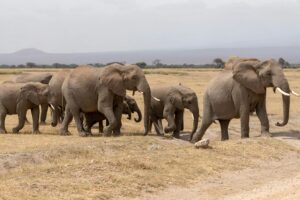 Travel scene for Amboseli Luxury Safari: 3 Days, image 3