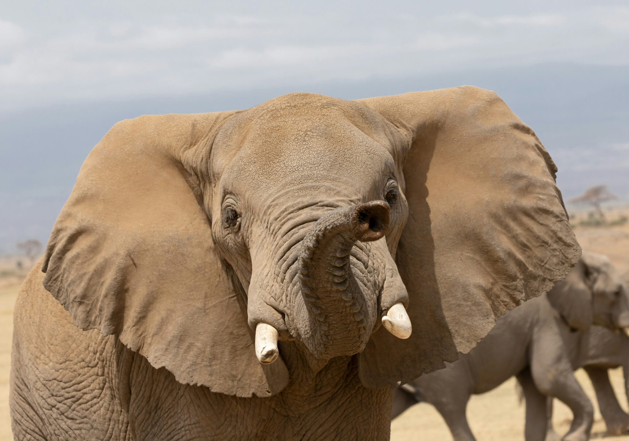 Travel scene for Amboseli with Mount Kilimanjaro Safari: 3 Days
