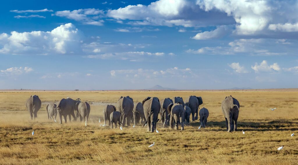 Travel scene for Amboseli with Mount Kilimanjaro Safari: 3 Days, image 4