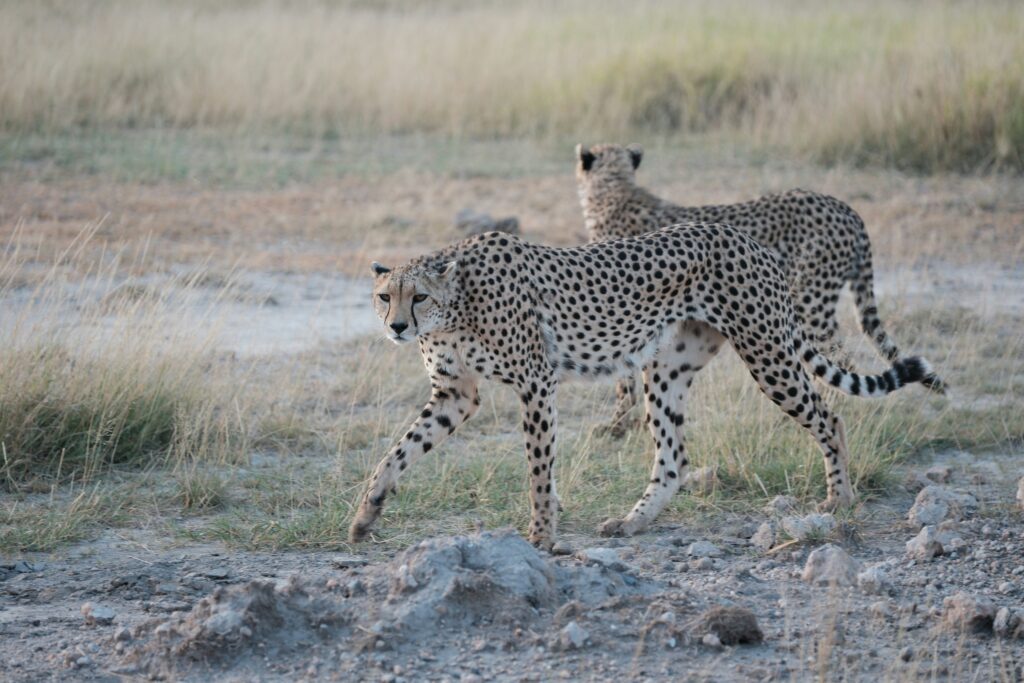 Travel scene for Amboseli with Mount Kilimanjaro Safari: 3 Days, image 7