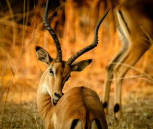 Travel scene for Angama Masai Mara Fly-In Safari: 3 Days, image 1