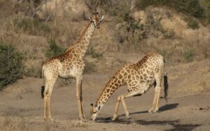 Travel scene for Angama Masai Mara Fly-In Safari: 3 Days, image 2
