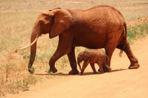 Travel scene for Angama Masai Mara Fly-In Safari: 3 Days, image 3