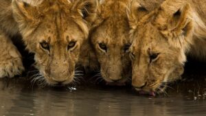 Travel scene for Angama Masai Mara Fly-In Safari: 3 Days, image 4