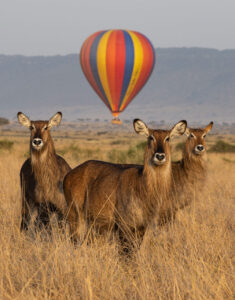 Travel scene for Angama Masai Mara Fly-In Safari: 3 Days, image 5