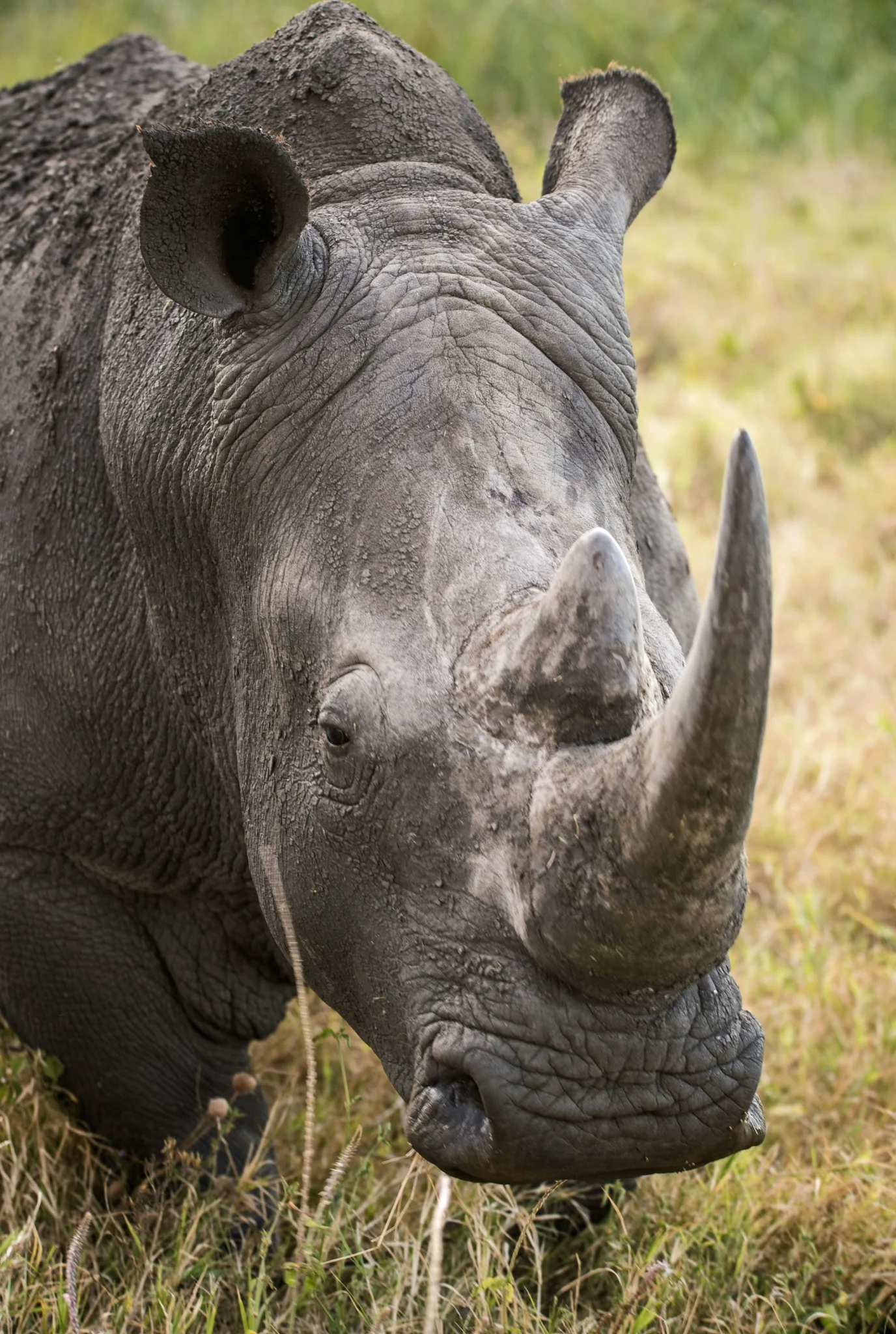 Travel scene from Borana Conservancy