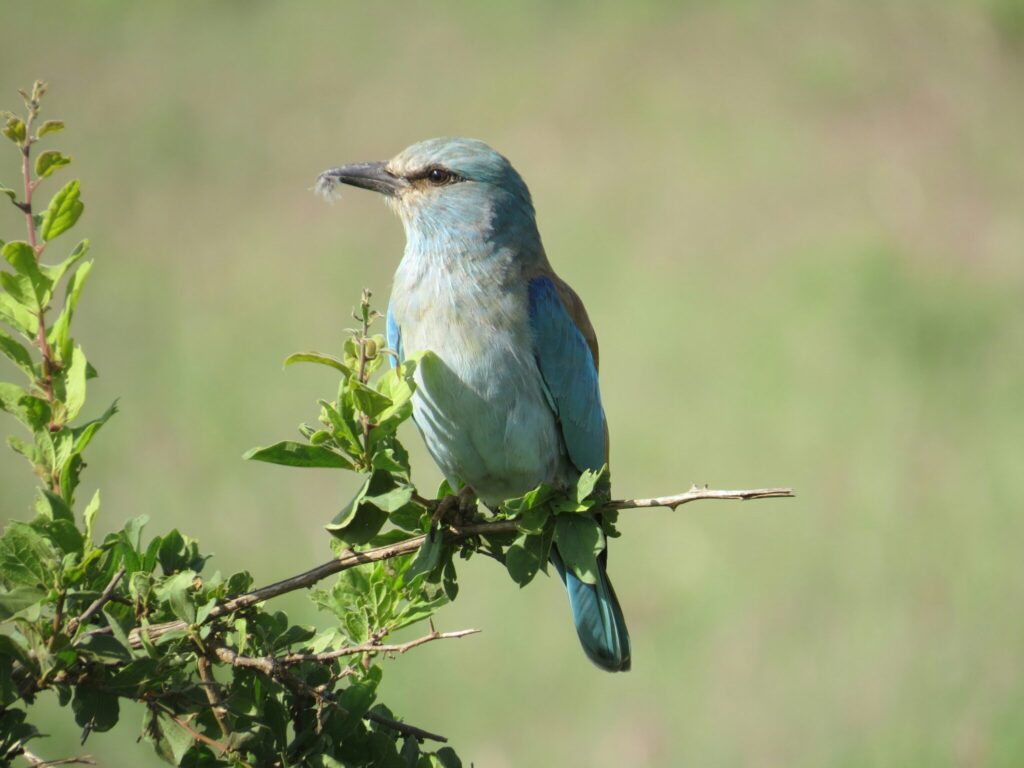 Travel scene for Finch Hattons, Tsavo East & Masai Mara Fly-In Safari: 5 Days