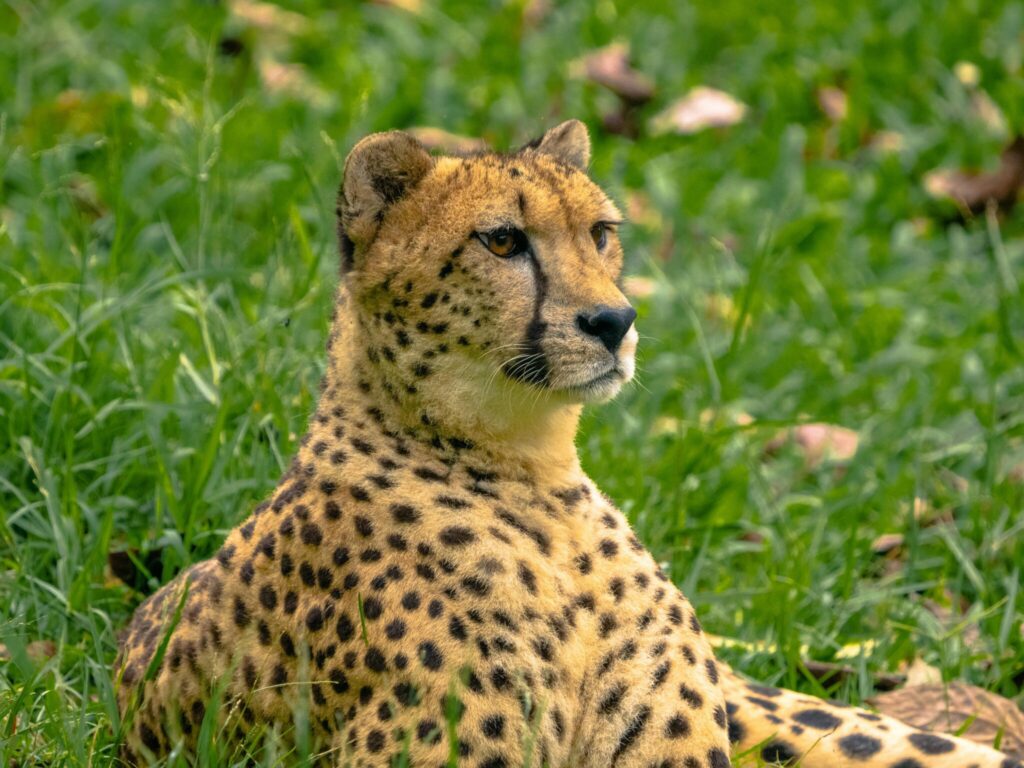 Travel scene for Finch Hattons, Tsavo East & Masai Mara Fly-In Safari: 5 Days, image 10