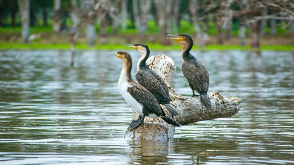 Travel scene for Full-Day Lake Naivasha with Boat Ride and Crescent Island Walking Safari, image 1