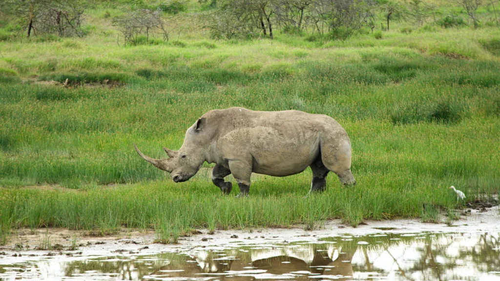 Travel scene for Full-Day Lake Naivasha with Boat Ride and Crescent Island Walking Safari, image 5