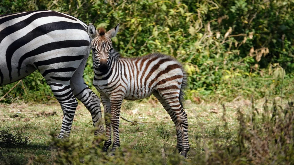 Travel scene for Full-Day Lake Naivasha with Boat Ride and Crescent Island Walking Safari, image 6