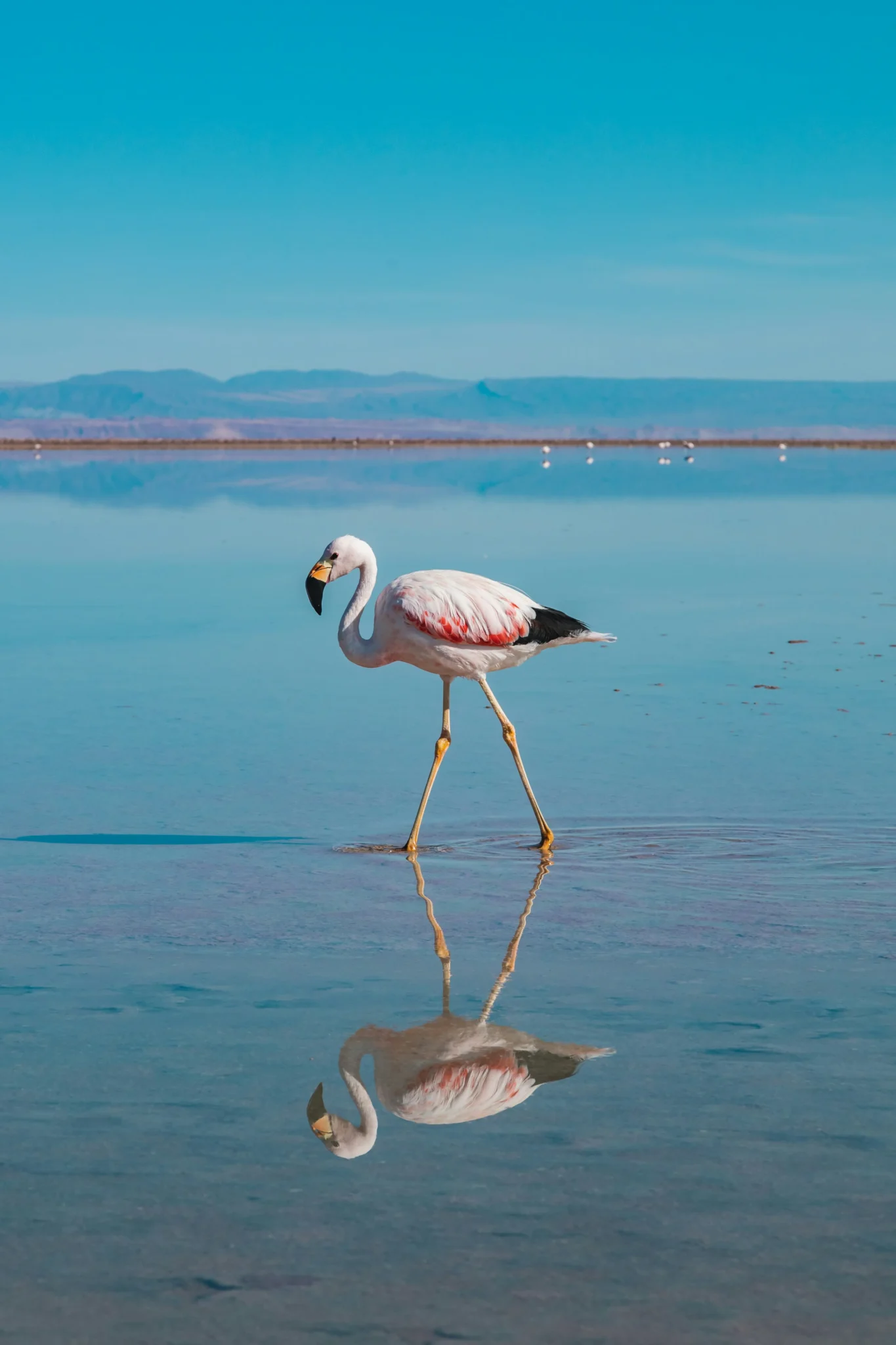Travel scene from Lake Bogoria National Reserve
