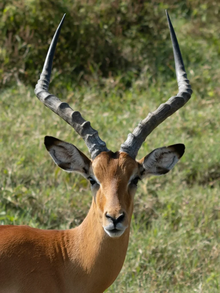 Travel scene from Lake Nakuru National Park
