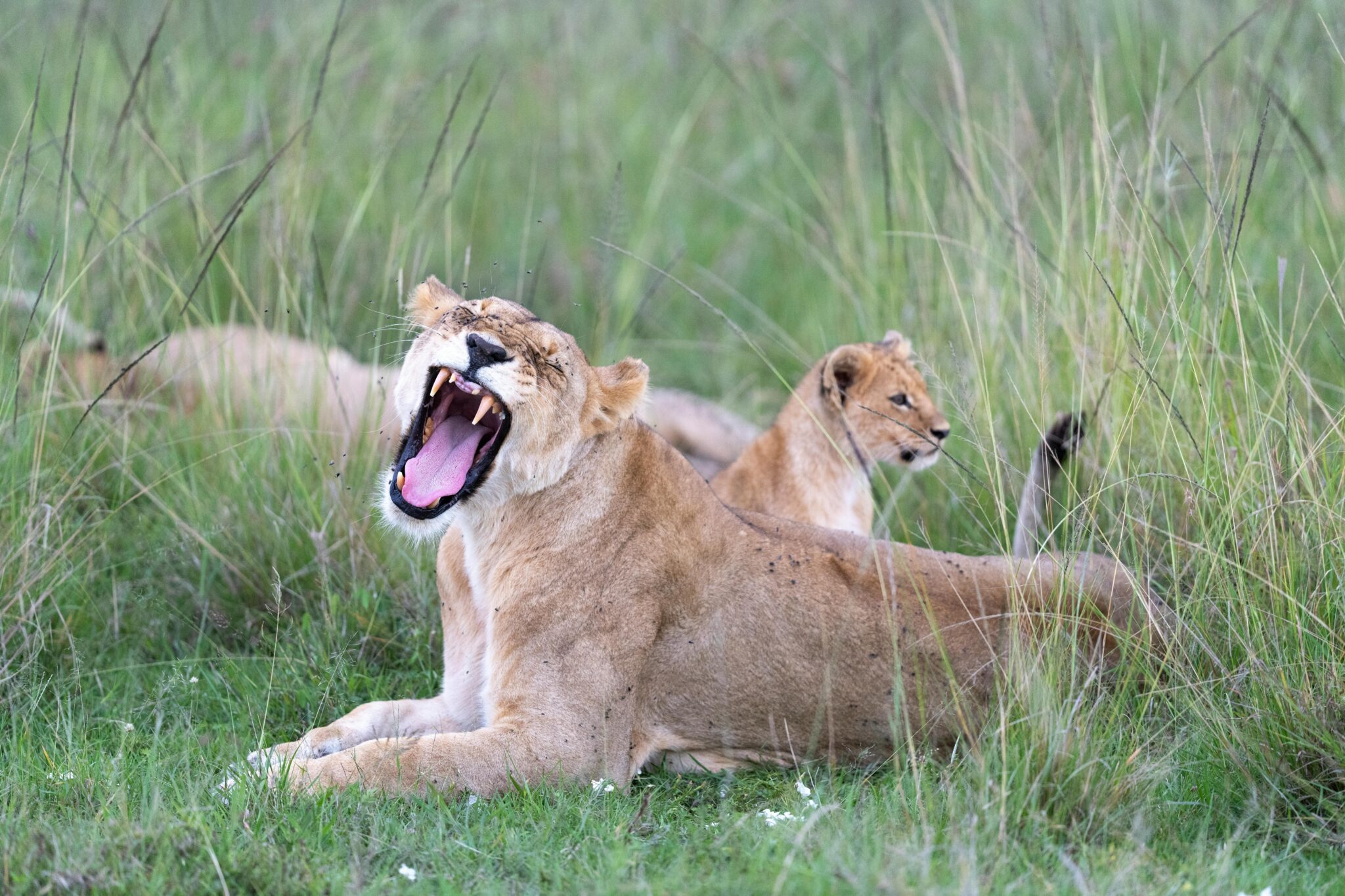 Travel scene for Lewa & Masai Mara, Rhino & Migration Luxury Safari: 6 Days, image 1