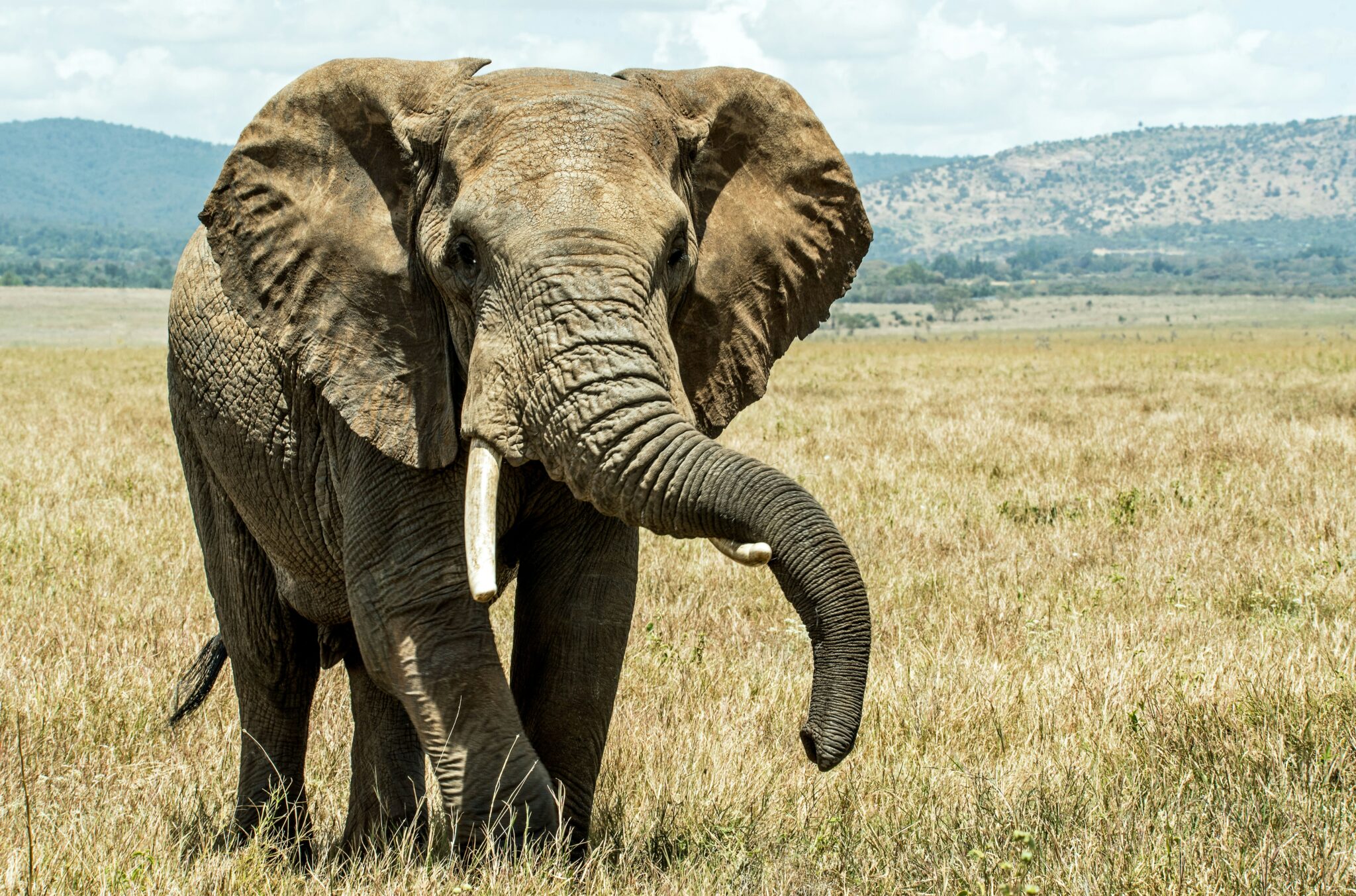 Travel scene for Lewa & Masai Mara, Rhino & Migration Luxury Safari: 6 Days, image 5