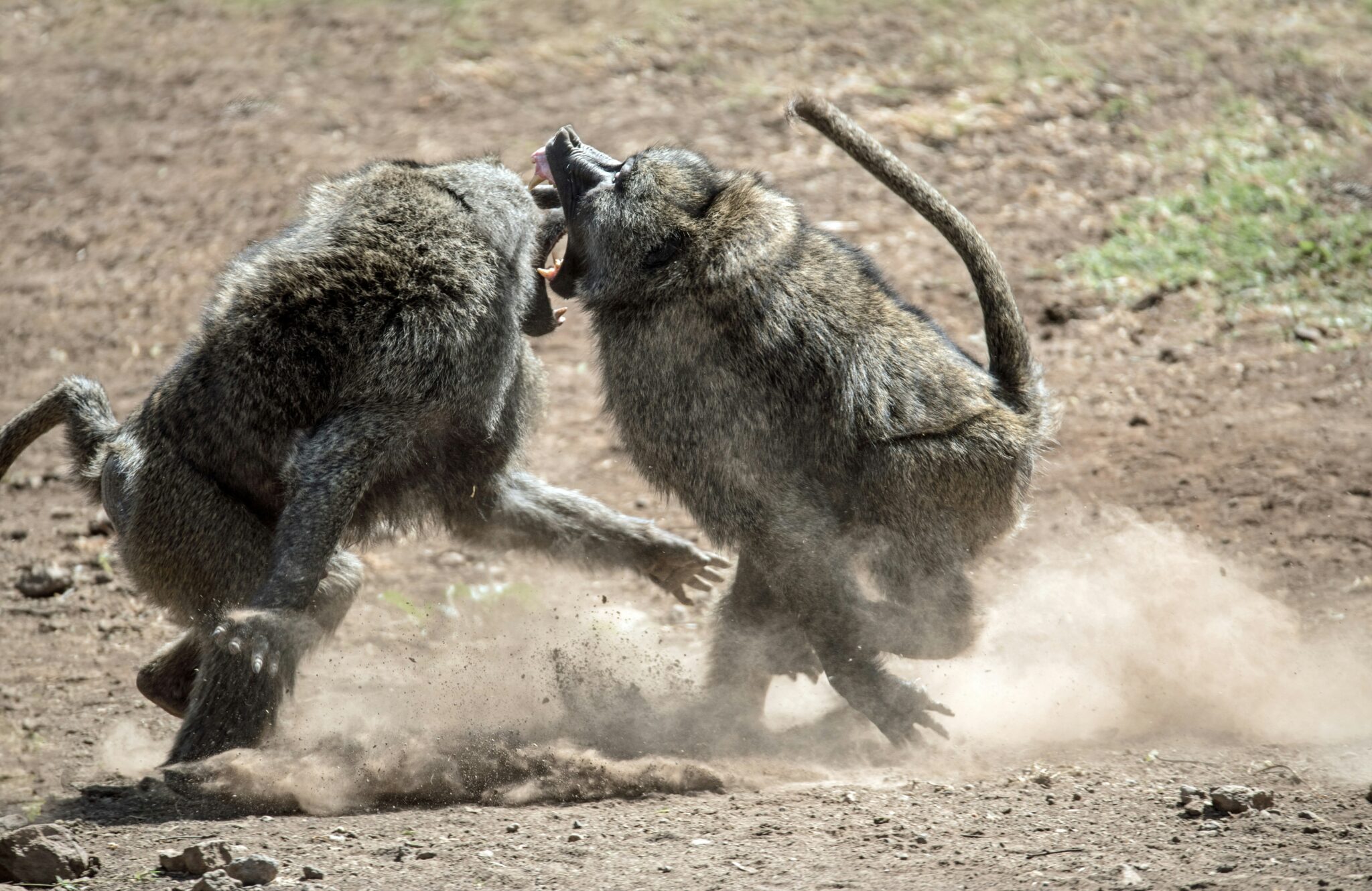 Travel scene for Lewa & Masai Mara, Rhino & Migration Luxury Safari: 6 Days, image 6