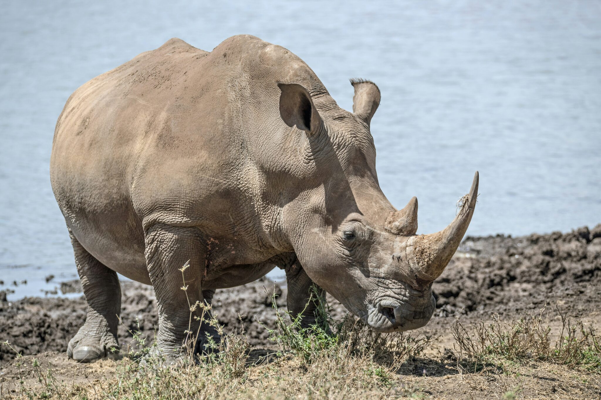 Travel scene for Lewa & Masai Mara, Rhino & Migration Luxury Safari: 6 Days, image 8