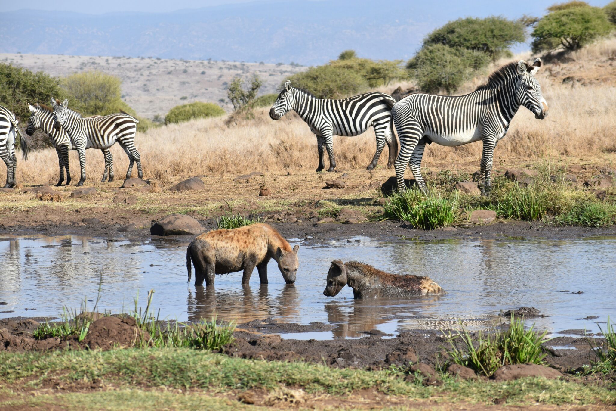 Travel scene for Lewa & Masai Mara, Rhino & Migration Luxury Safari: 6 Days, image 10