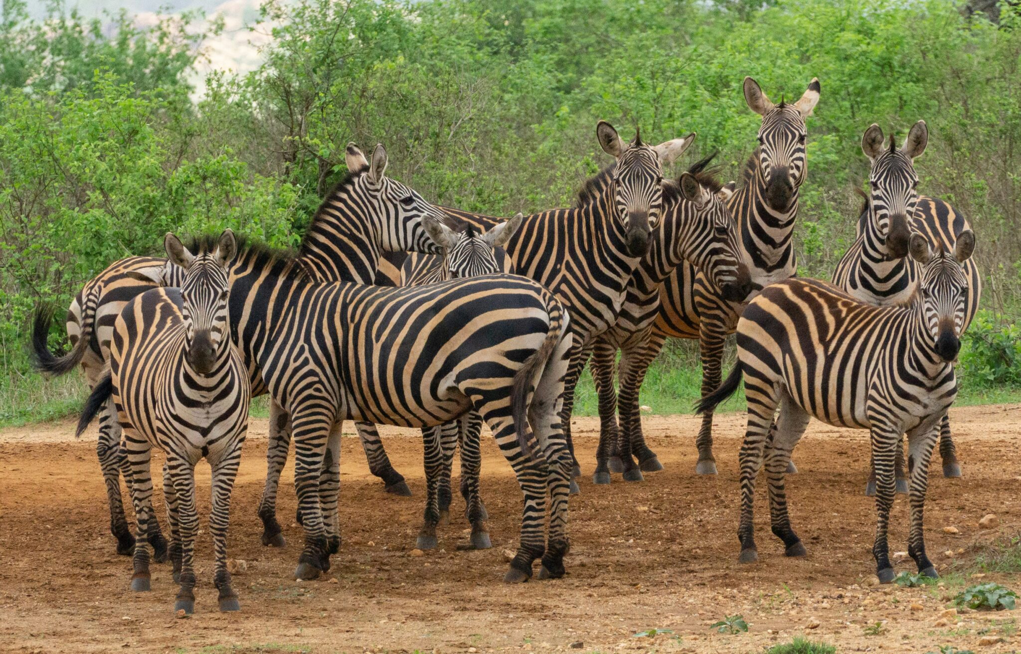 Travel scene for Lewa & Masai Mara, Rhino & Migration Luxury Safari: 6 Days, image 14