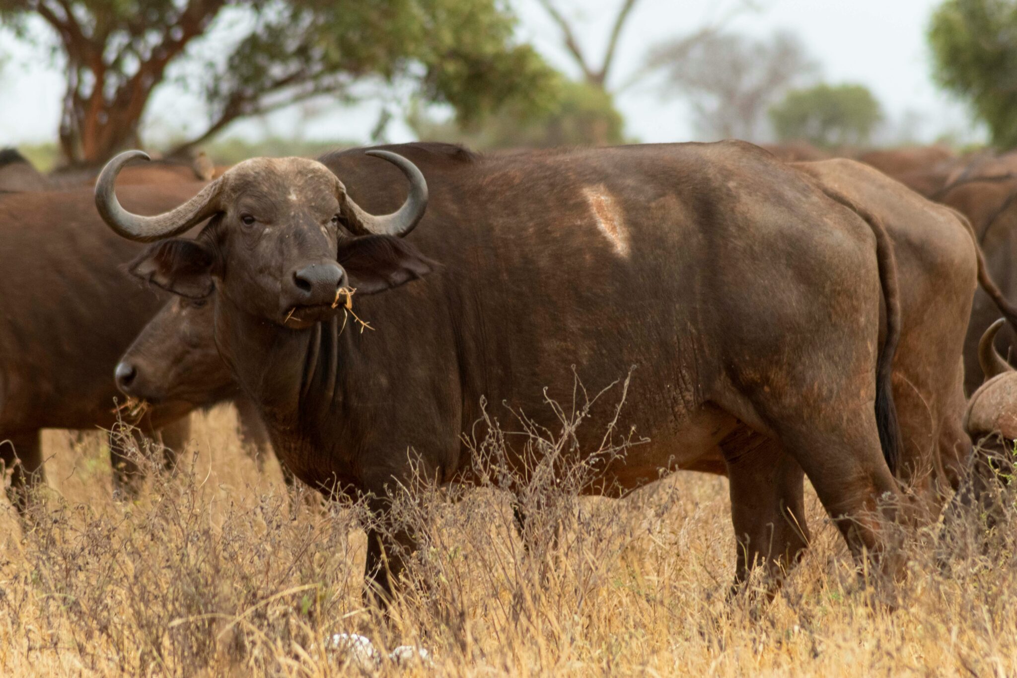 Travel scene for Lewa & Masai Mara, Rhino & Migration Luxury Safari: 6 Days, image 15