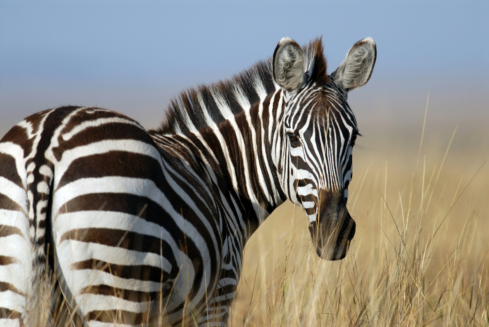 Travel scene for Masai Mara Budget Migration Safari: 3 Days, image 9