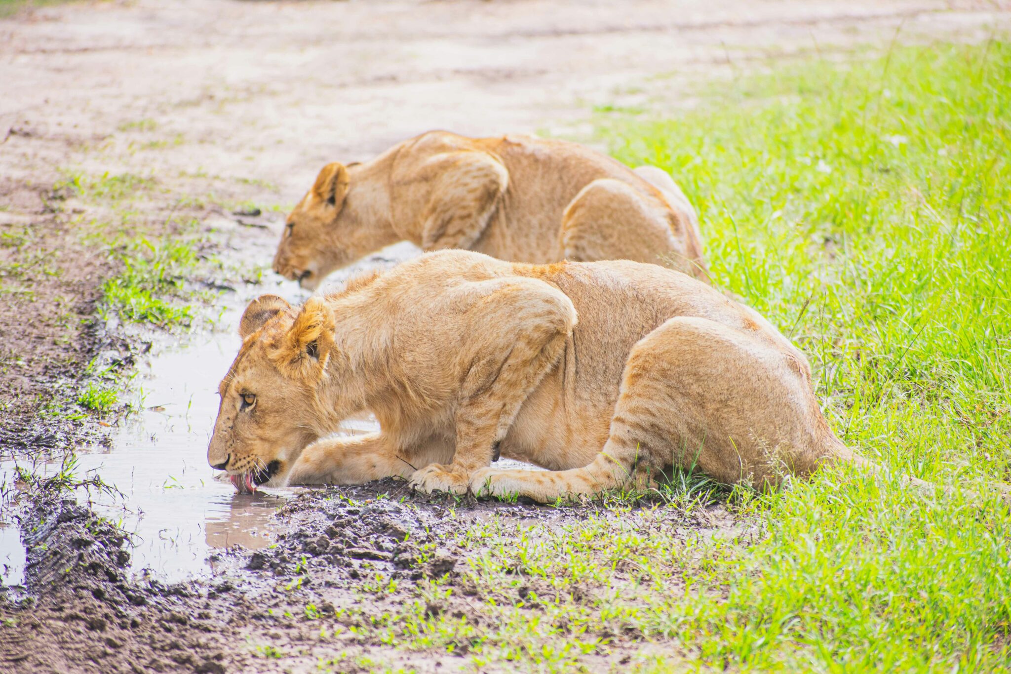 Travel scene for Masai Mara Budget Migration Safari: 3 Days, image 10