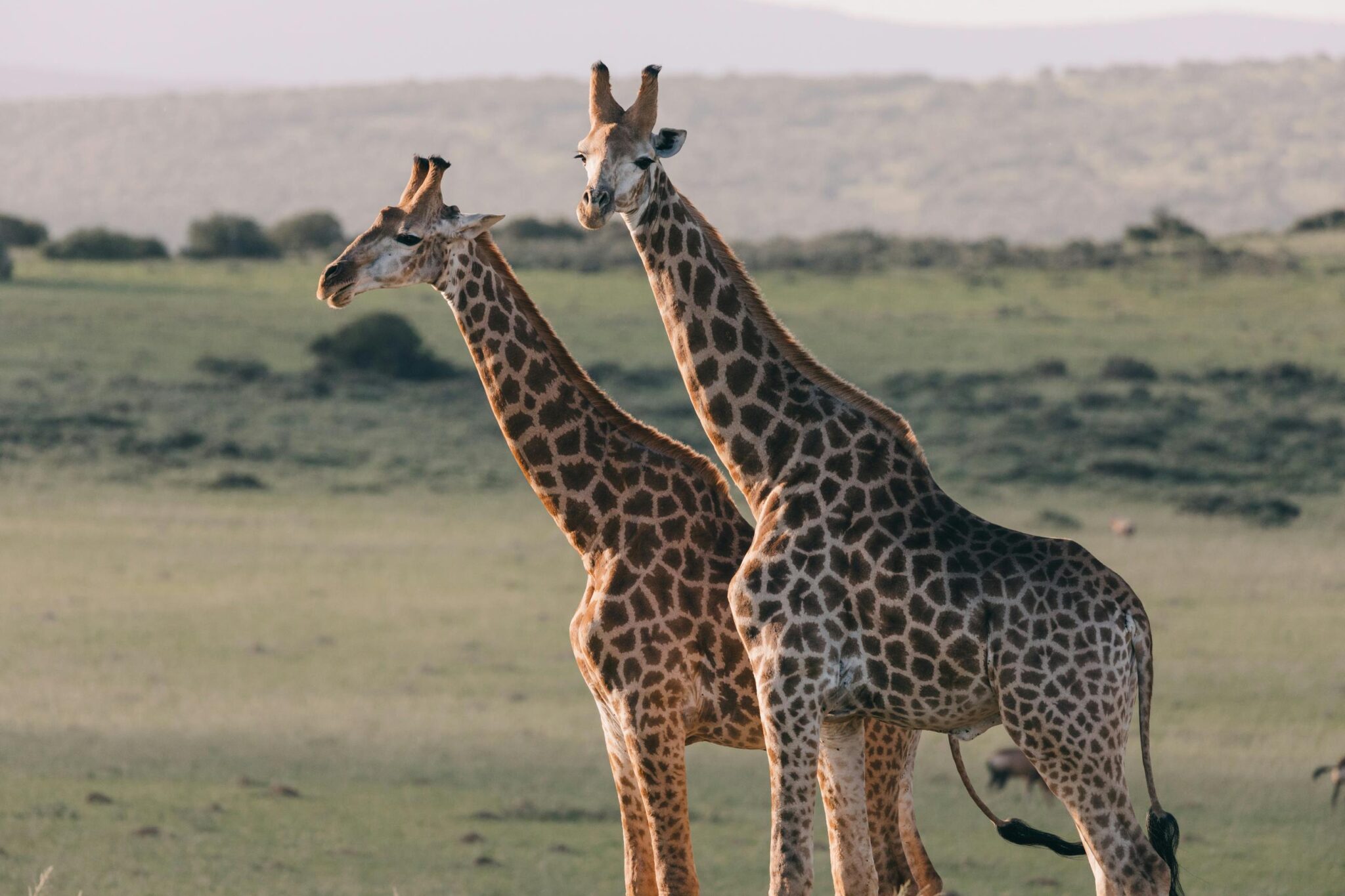 Travel scene for Masai Mara & Diani Beach Classic Safari: 7 Days, image 3