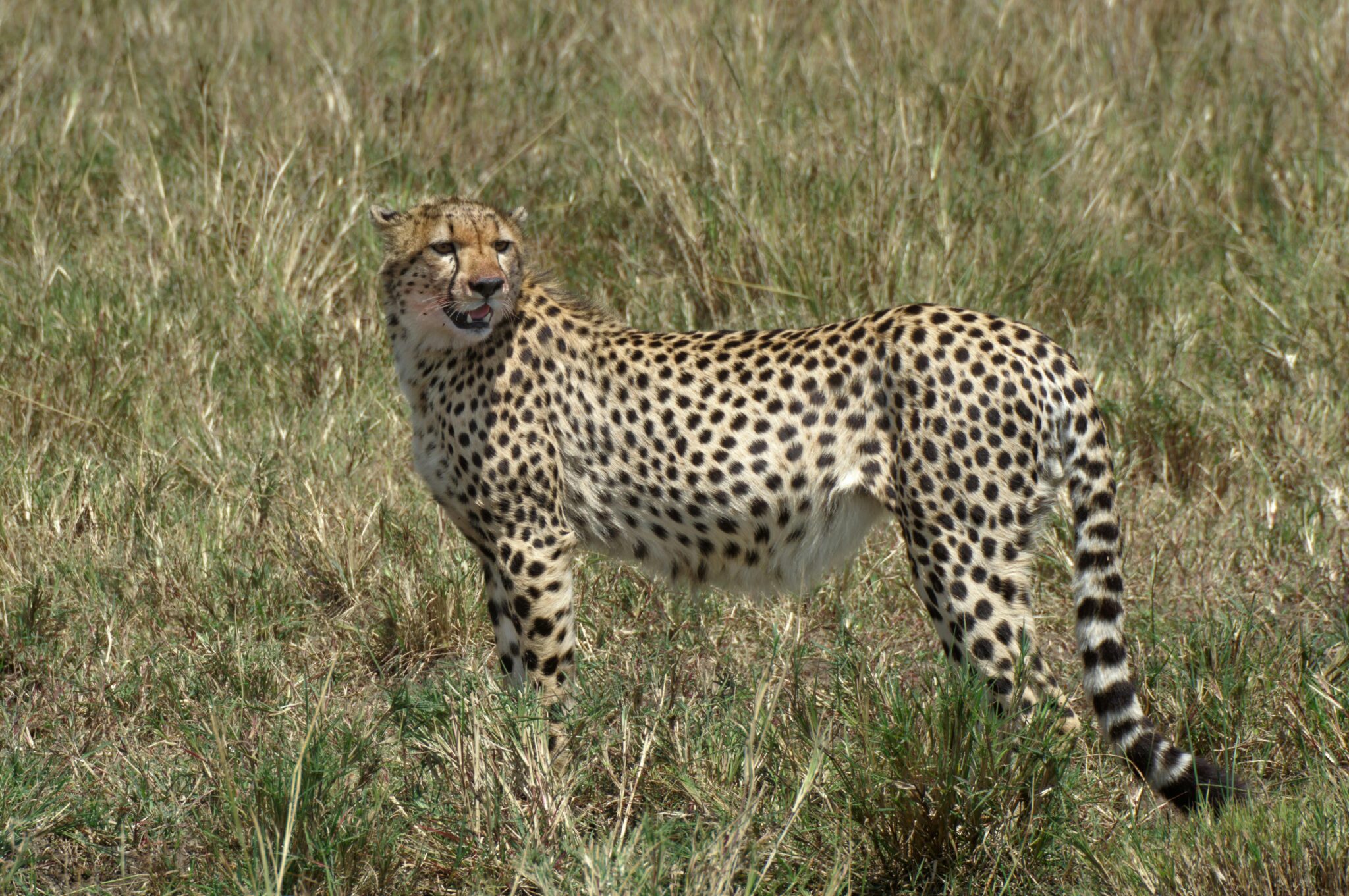 Travel scene for Masai Mara & Diani Beach Classic Safari: 7 Days, image 7