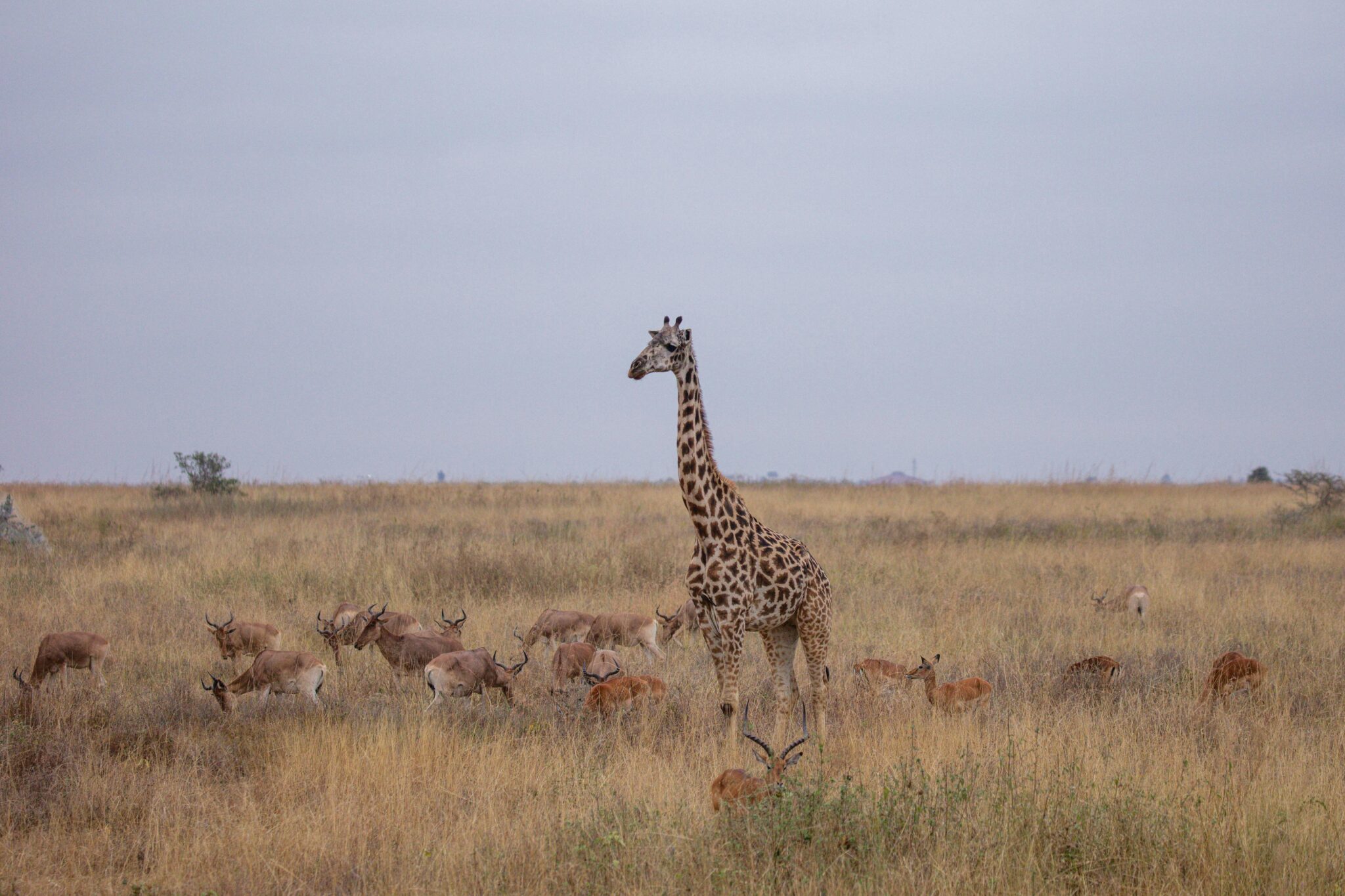 Travel scene for Masai Mara & Diani Beach Classic Safari: 7 Days, image 9