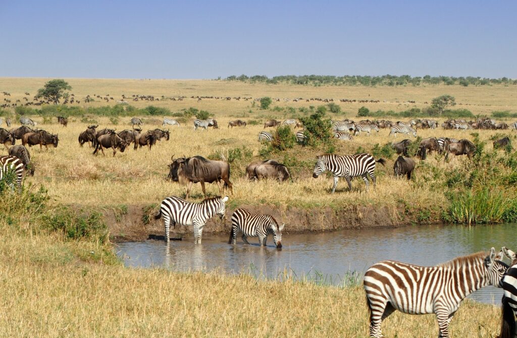 Travel scene for Masai Mara Fly-In Premium Safari: 4 Days, image 7