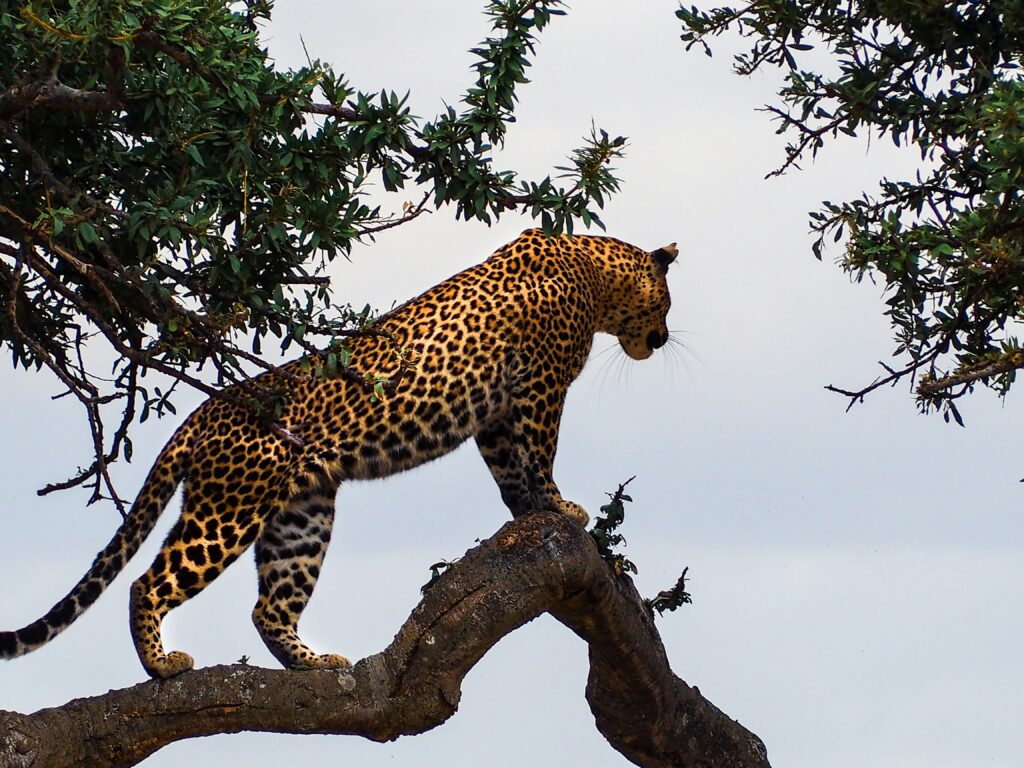 Travel scene for Masai Mara Fly-In Premium Safari: 4 Days, image 8