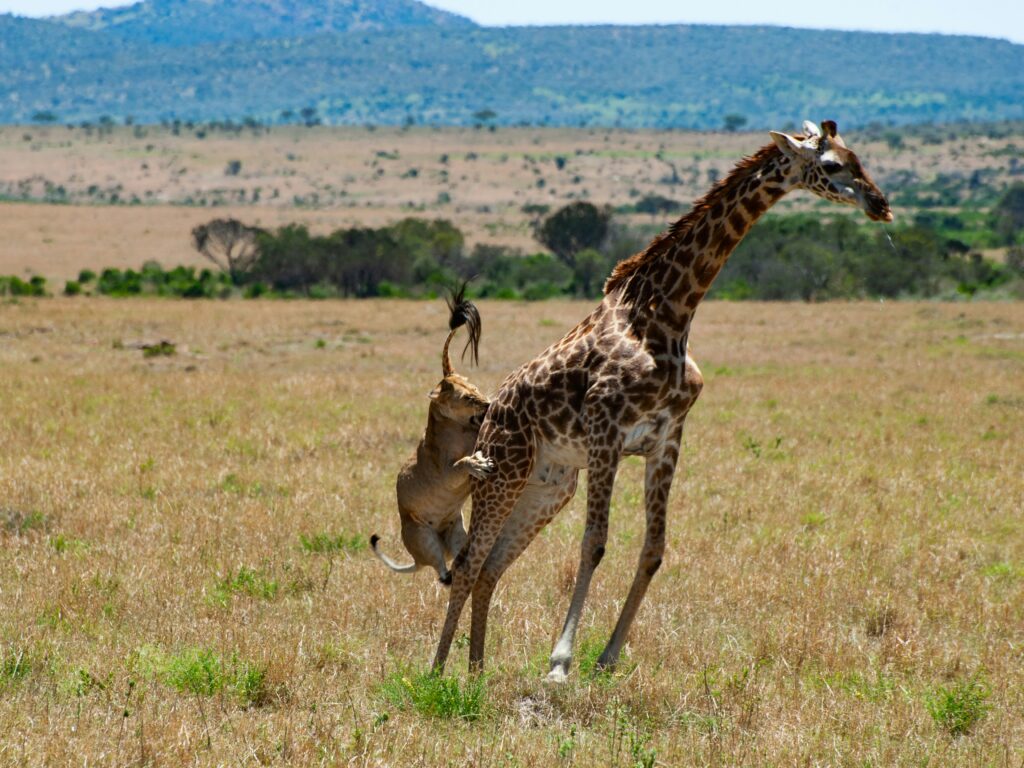 Travel scene for Masai Mara Fly-In Premium Safari: 4 Days, image 9