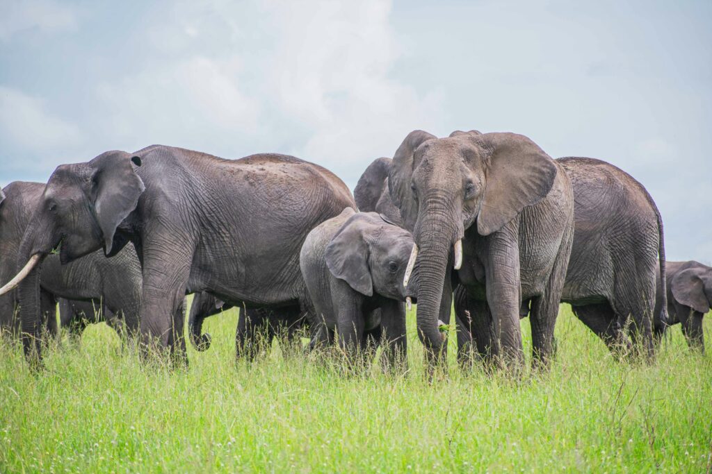 Travel scene for Masai Mara Fly-In Premium Safari: 4 Days, image 11