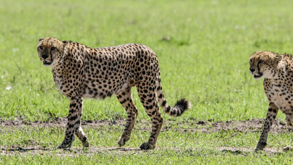 Travel scene for Masai Mara Great Migration Fly-In Safari: 4 Days, image 1