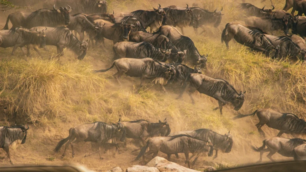 Travel scene for Masai Mara Great Migration Fly-In Safari: 4 Days, image 2