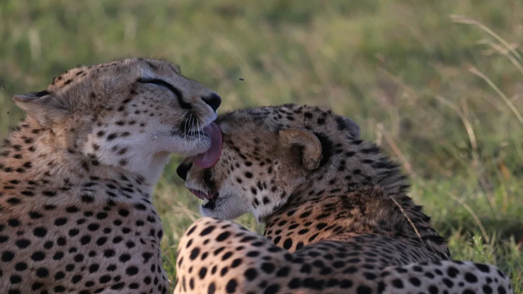 Travel scene for Masai Mara Great Migration Fly-In Safari: 4 Days, image 15