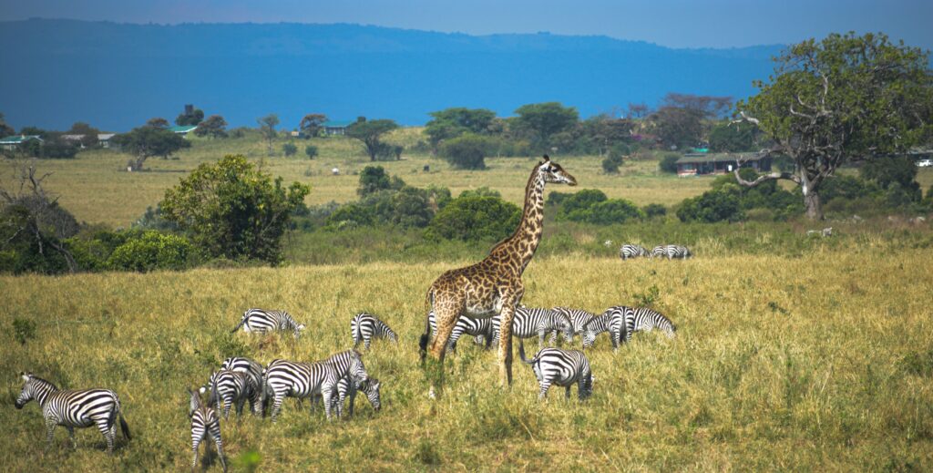 Travel scene for Masai Mara Honeymoon Private Safari: 4 Days, image 6