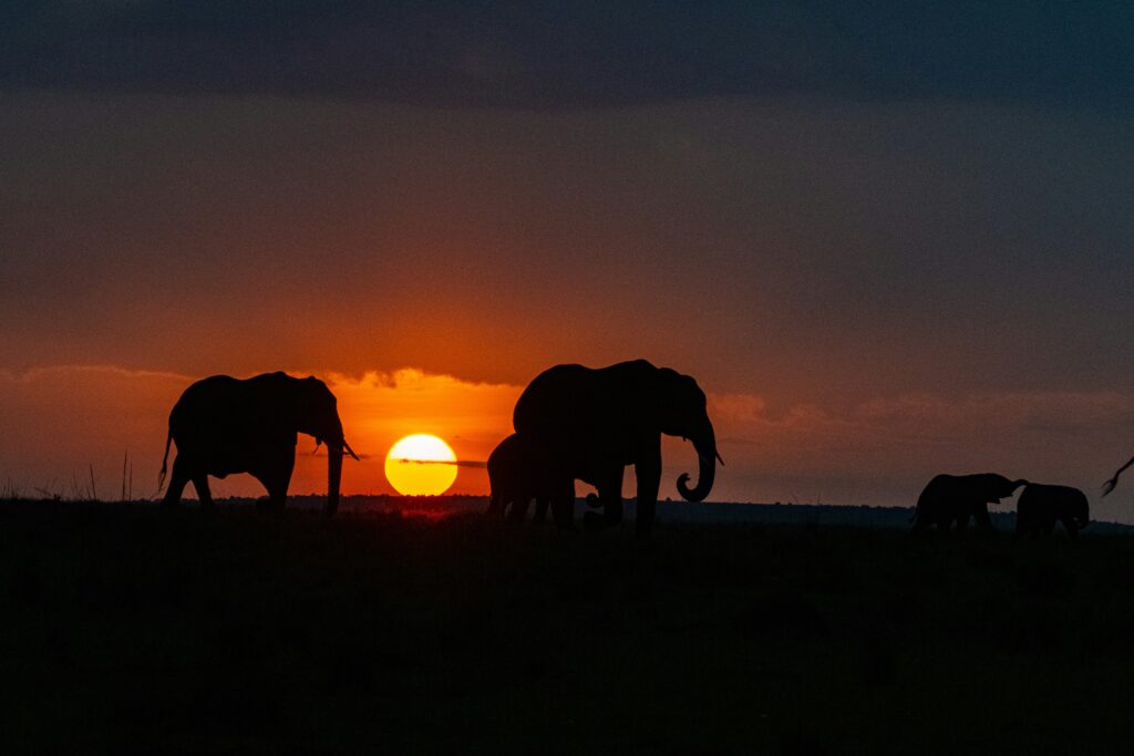 Travel scene for Masai Mara Honeymoon Private Safari: 4 Days, image 7
