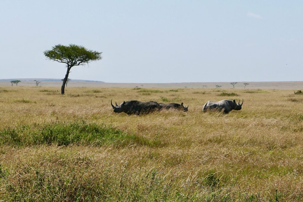 Travel scene for Masai Mara Honeymoon Private Safari: 4 Days, image 8