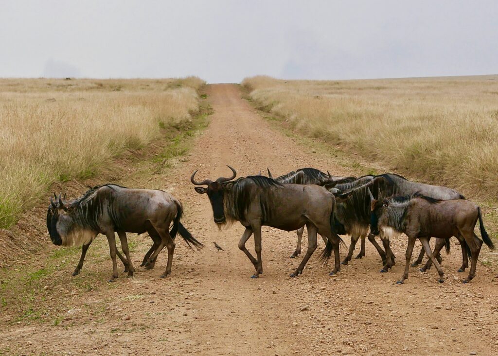Travel scene for Masai Mara Honeymoon Private Safari: 4 Days, image 10