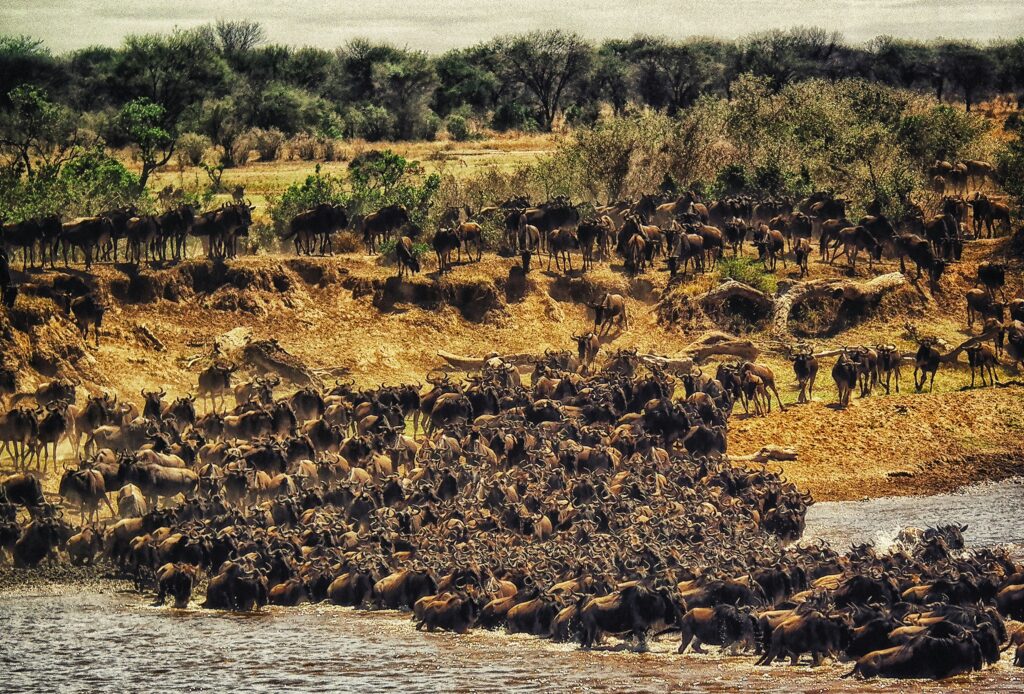 Travel scene for Masai Mara Honeymoon Private Safari: 4 Days, image 11
