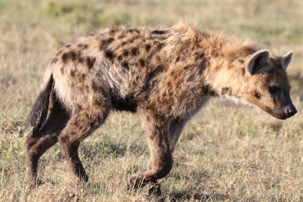 Travel scene for Masai Mara Honeymoon Private Safari: 4 Days, image 13