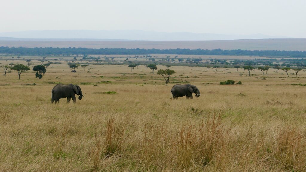 Travel scene for Masai Mara Honeymoon Private Safari: 4 Days, image 15