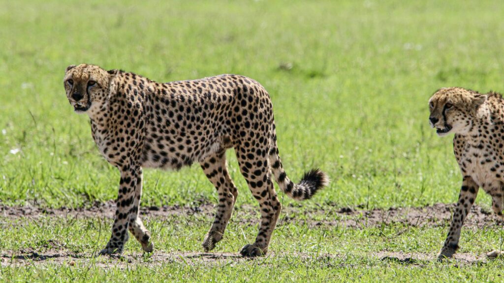 Travel scene for Masai Mara Honeymoon Private Safari: 4 Days, image 17