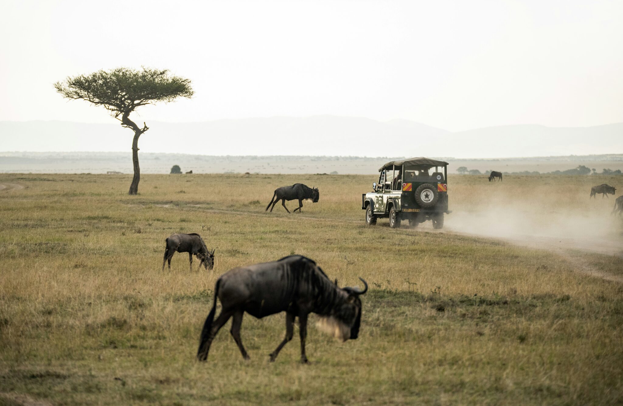 Travel scene for Masai Mara Migration Fly-In Luxury Safari: 4 Days, image 6