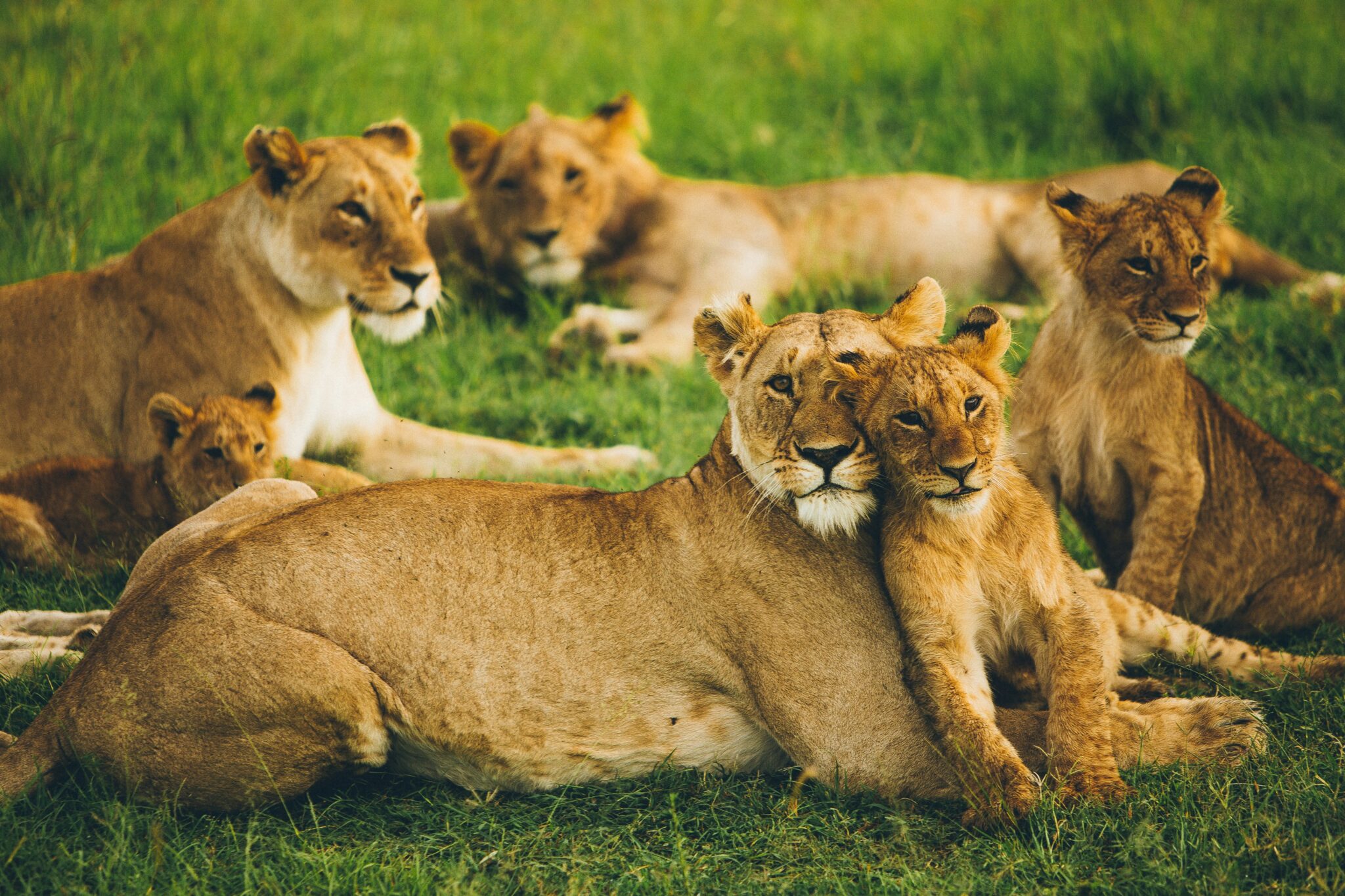Travel scene for Masai Mara Migration Fly-In Luxury Safari: 4 Days, image 9