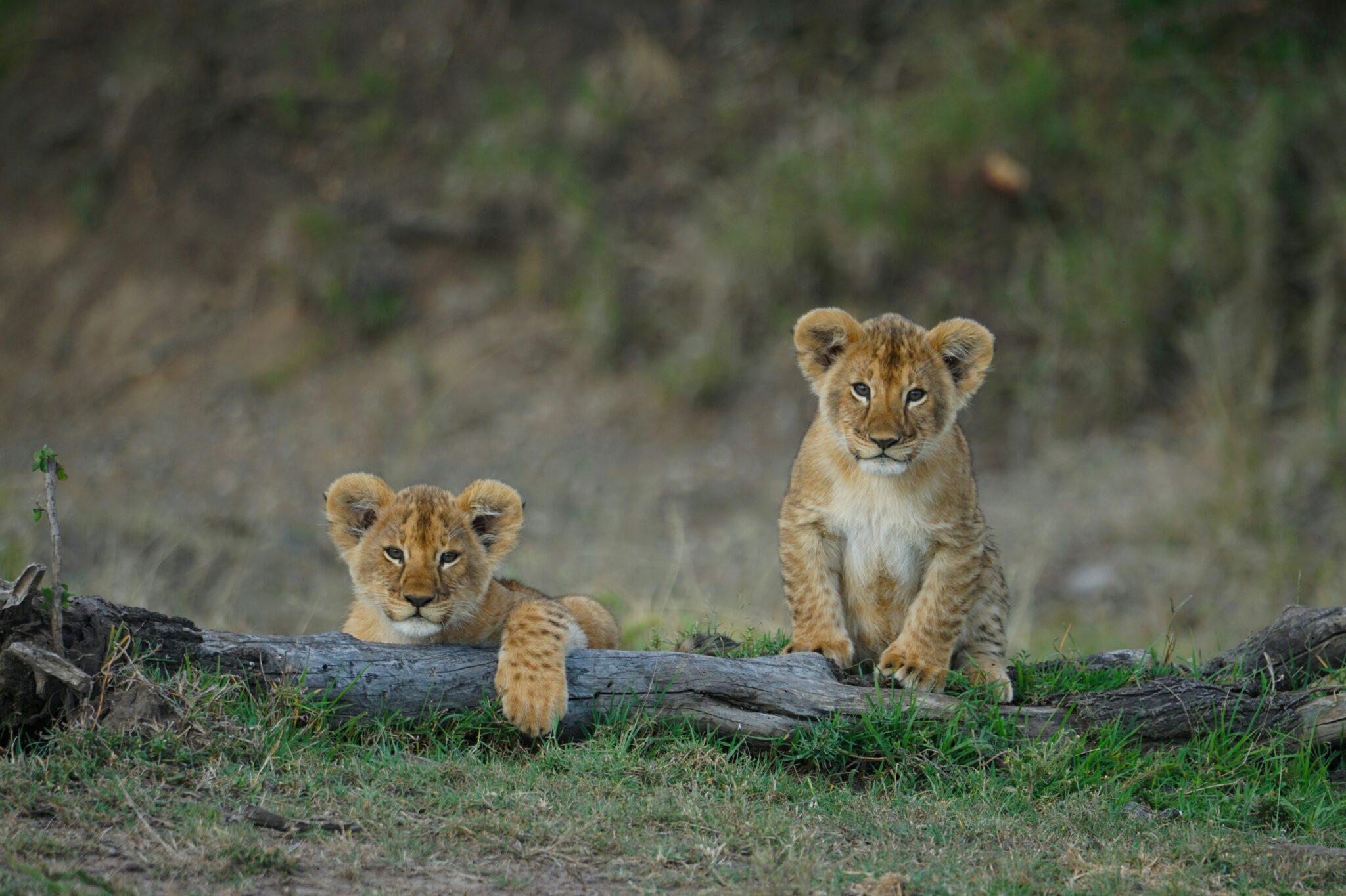 Travel scene for Masai Mara Migration Fly-In Luxury Safari: 4 Days, image 10
