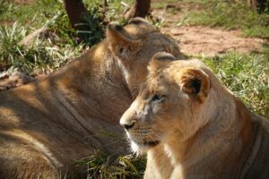 Travel scene for Masai Mara Migration Fly-In Safari: 3 Days, image 5