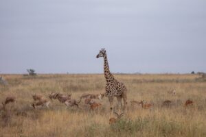 Travel scene for Masai Mara Migration Fly-In Safari: 3 Days, image 8